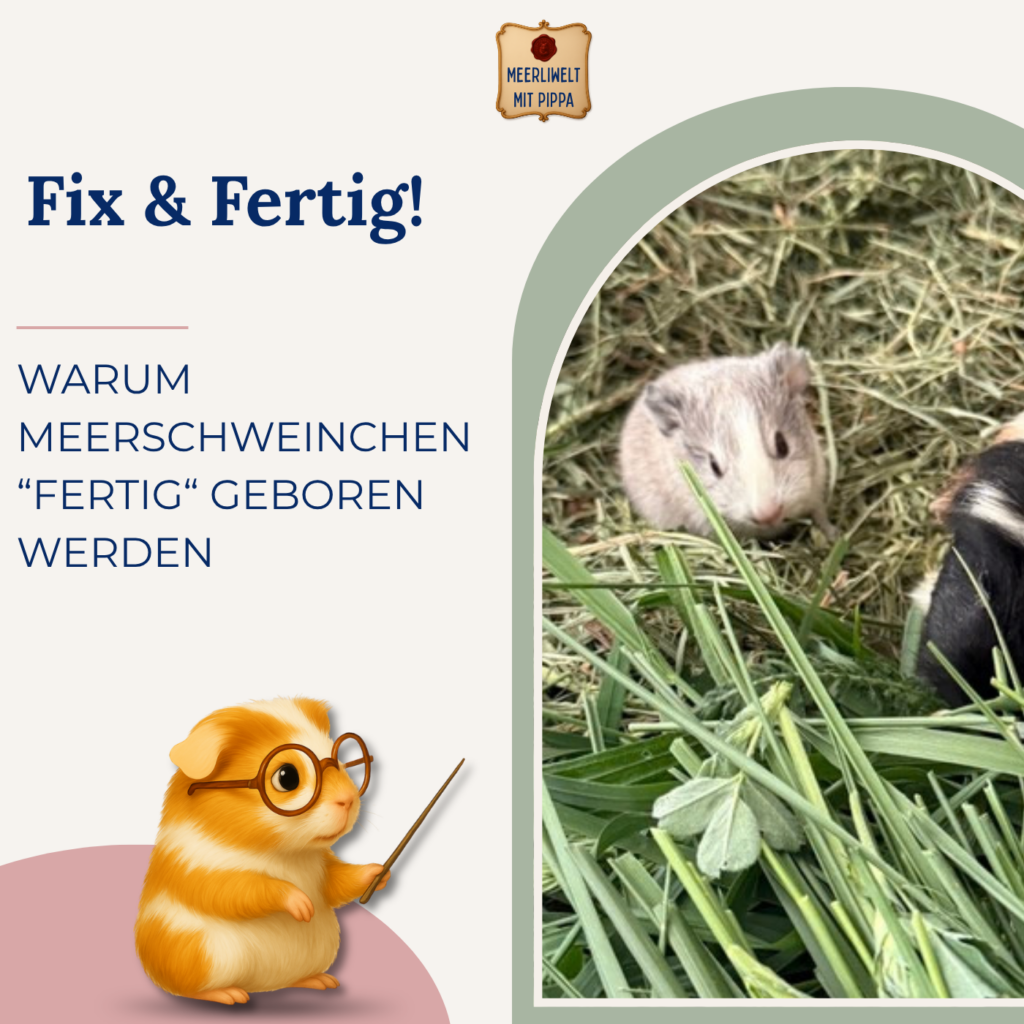 Schon fix & fertig! Warum Meerschweinchen fast „fertig“ geboren werden