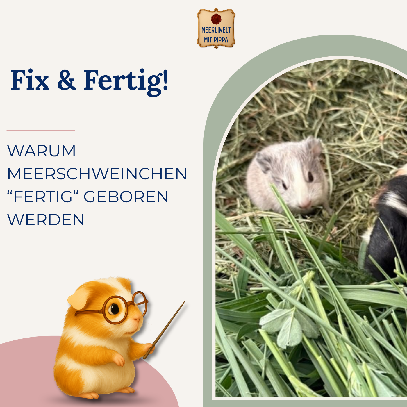 Schon fix & fertig! Warum Meerschweinchen fast „fertig“ geboren werden