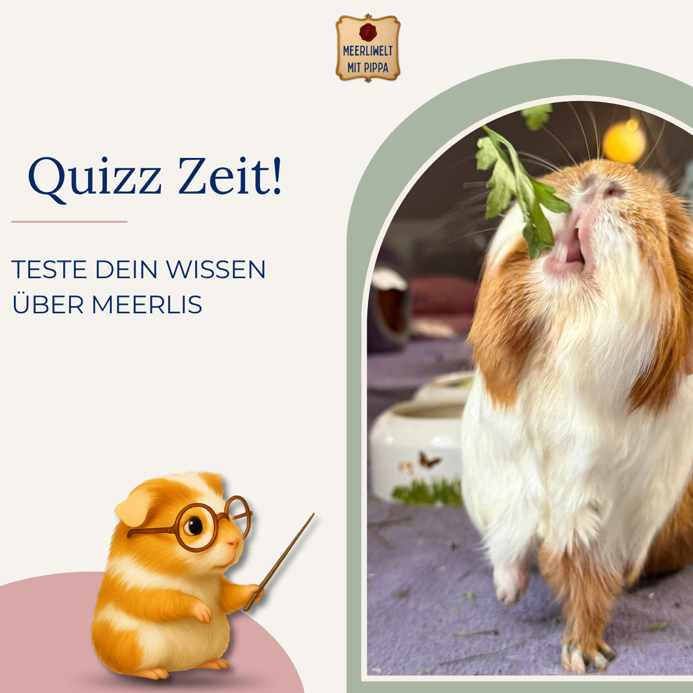Teste dein Meerli Wissen! Quizzzeit!