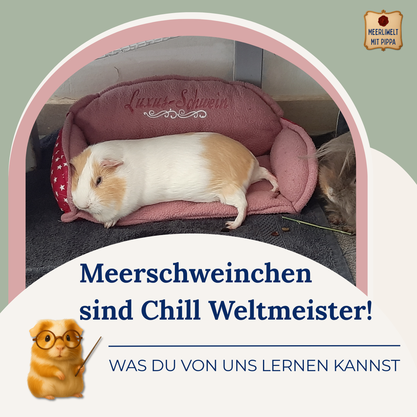 Meerschweinchen Chill Weltmeister!