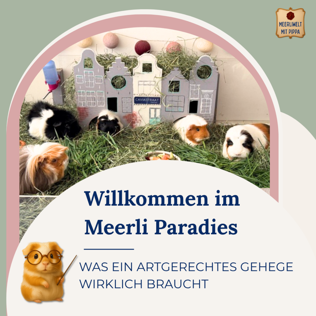 „Willkommen im Meerli-Paradies – was ein artgerechtes Gehege wirklich braucht“