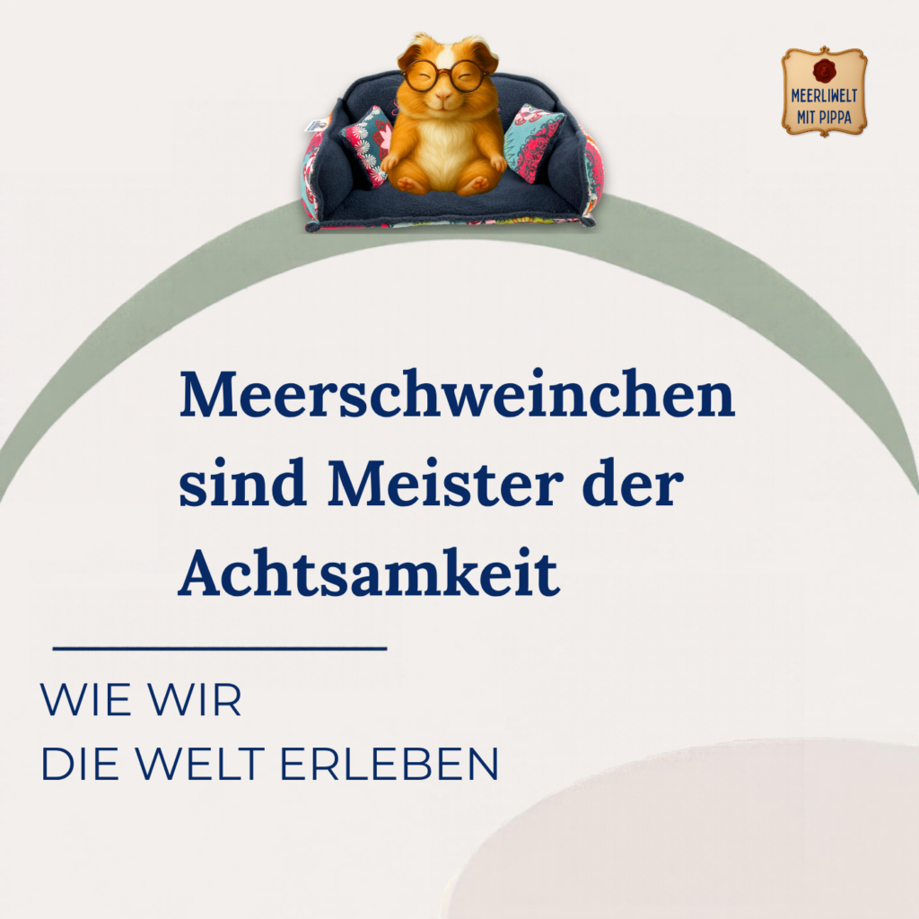 Was Menschen von Meerschweinchen lernen können – kleine Meister der Achtsamkeit