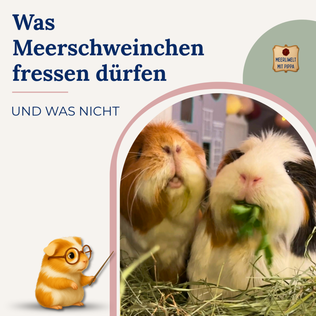 Was Meerschweinchen essen dürfen und was nicht