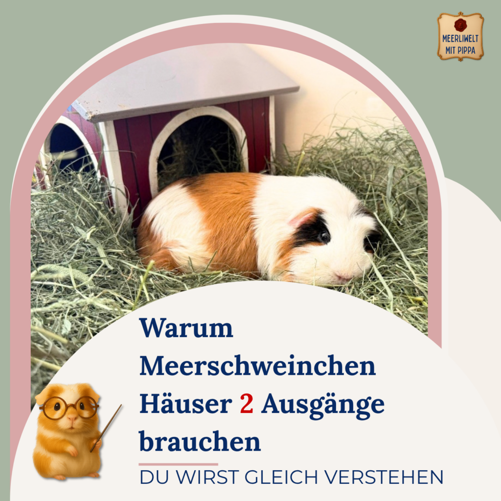 Warum Meerschweinchen Häuser unbedingt 2 Ausgänge haben sollten