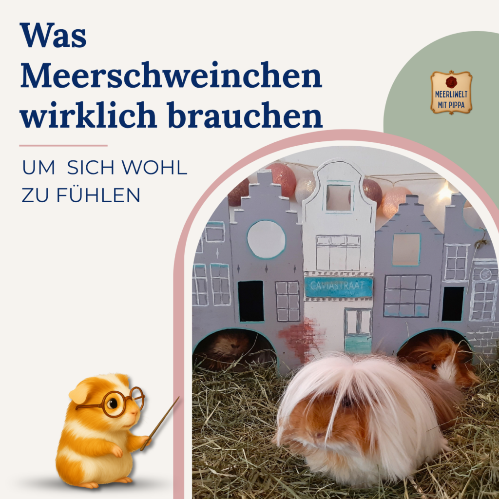 Was Meerschweinchen wirklich brauchen, um sich  wohl zu fühlen