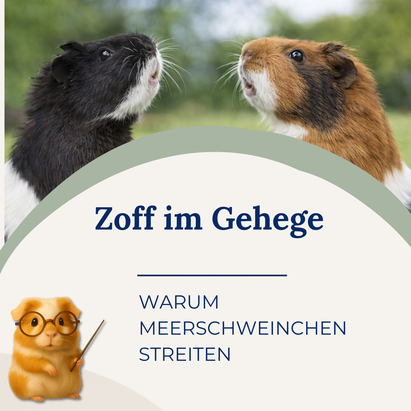 ZOFF im Gehege – Warum Meerschweinchen streiten