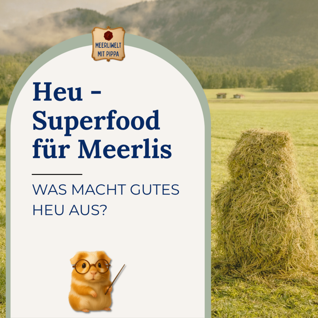 HEU – DAS Superfood für Meerschweinchen- Was macht gutes Heu aus?