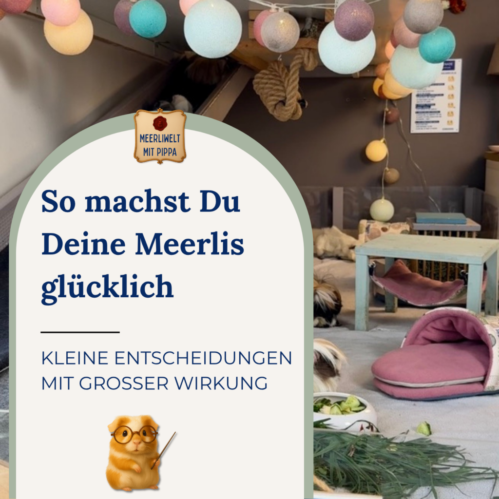 Meerli-Gehege: Kleine Entscheidungen mit großer Wirkung