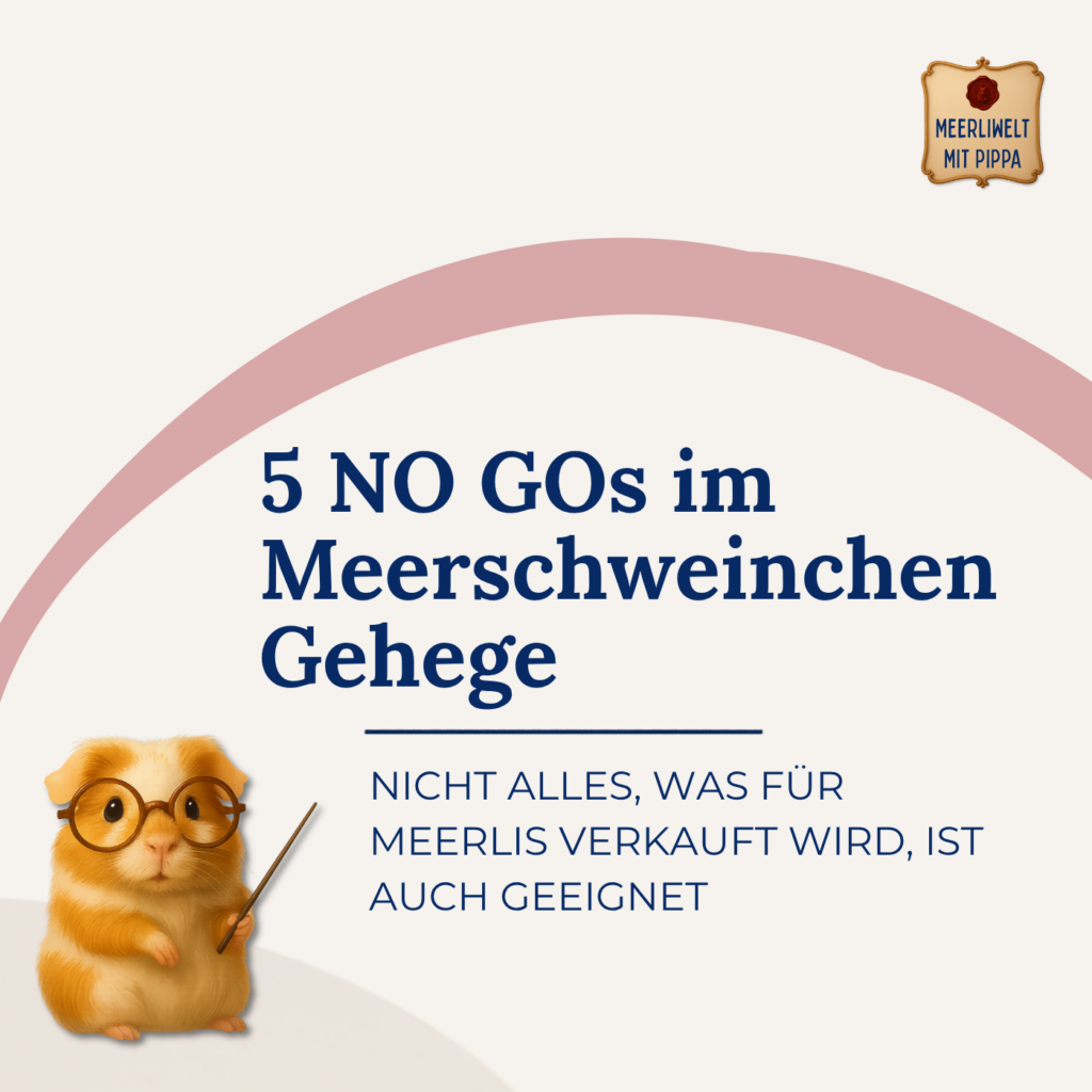 5 NO GOS FÜR DEIN MEERSCHWEINCHEN GEHEGE
