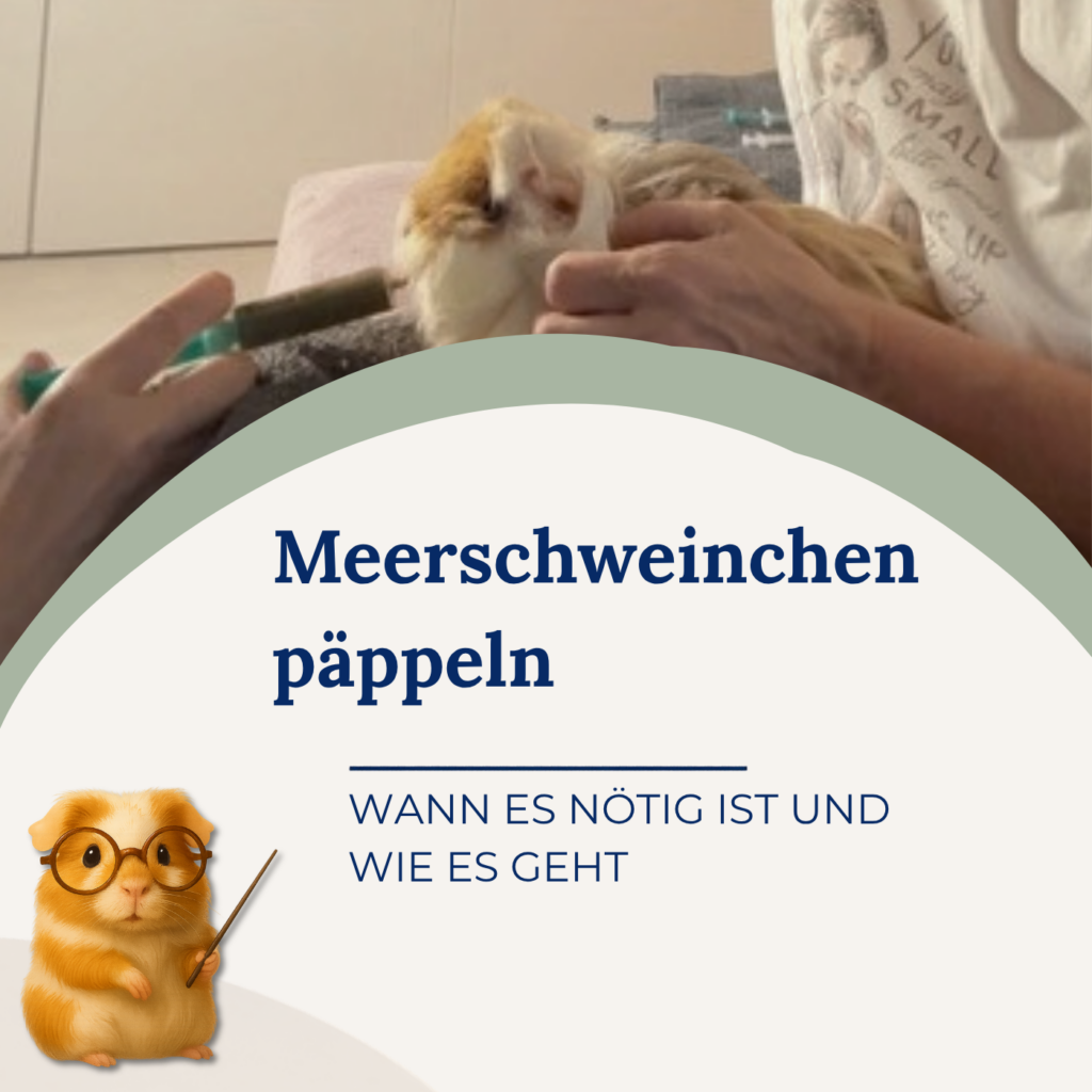 Meerschweinchen päppeln kann Leben retten!