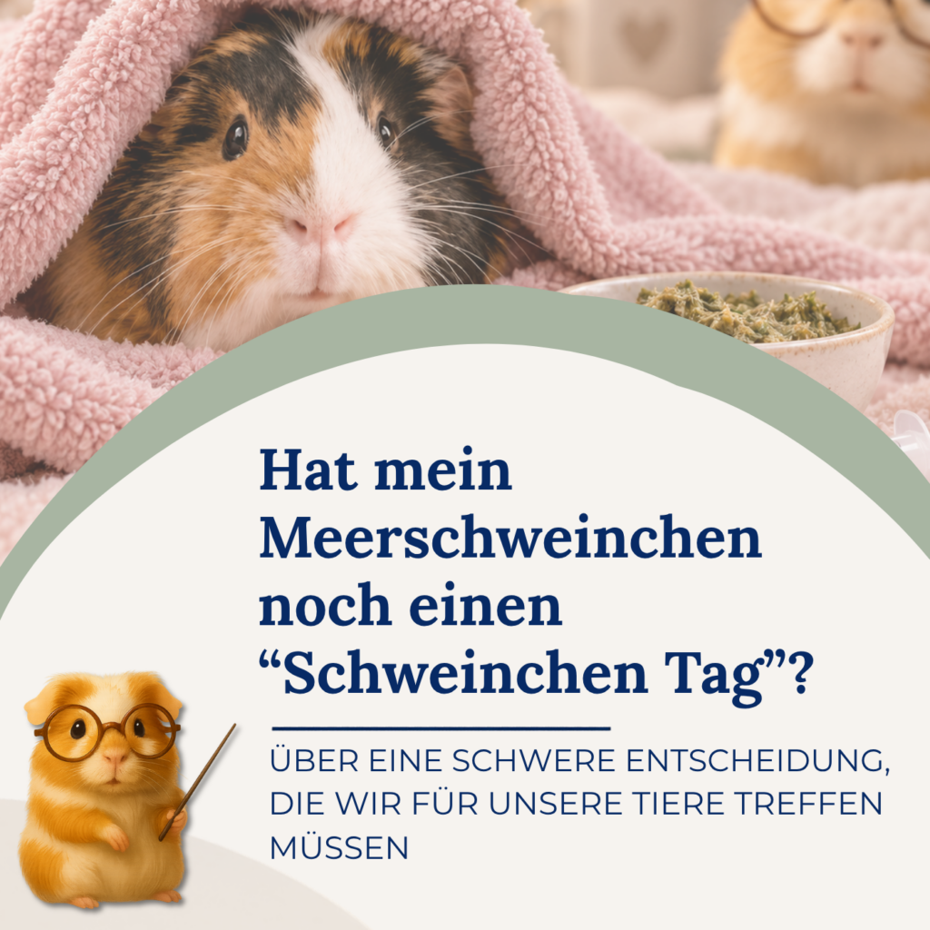 Hat mein Meerschweinchen noch einen „Schweinchen-Tag“?