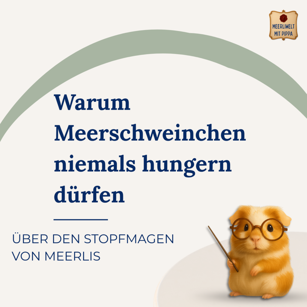 Warum Meerschweinchen niemals hungern dürfen