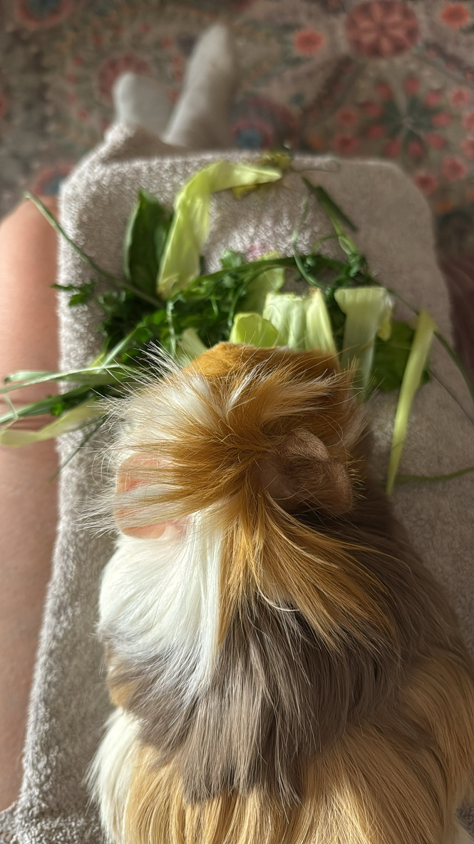 Krankes Meerschweinchen füttern