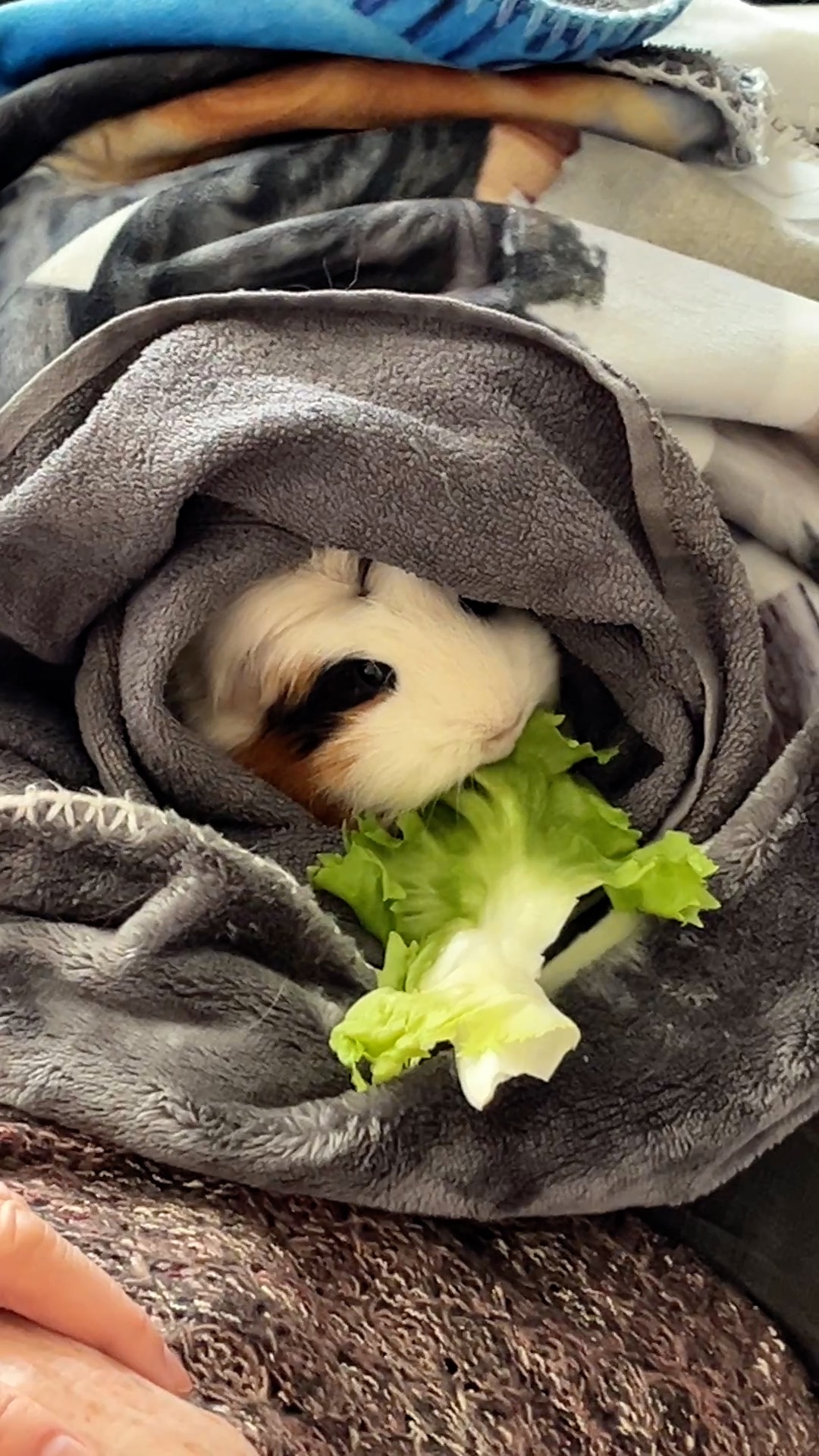 Krankes Meerschweinchen auf der Schoß füttern