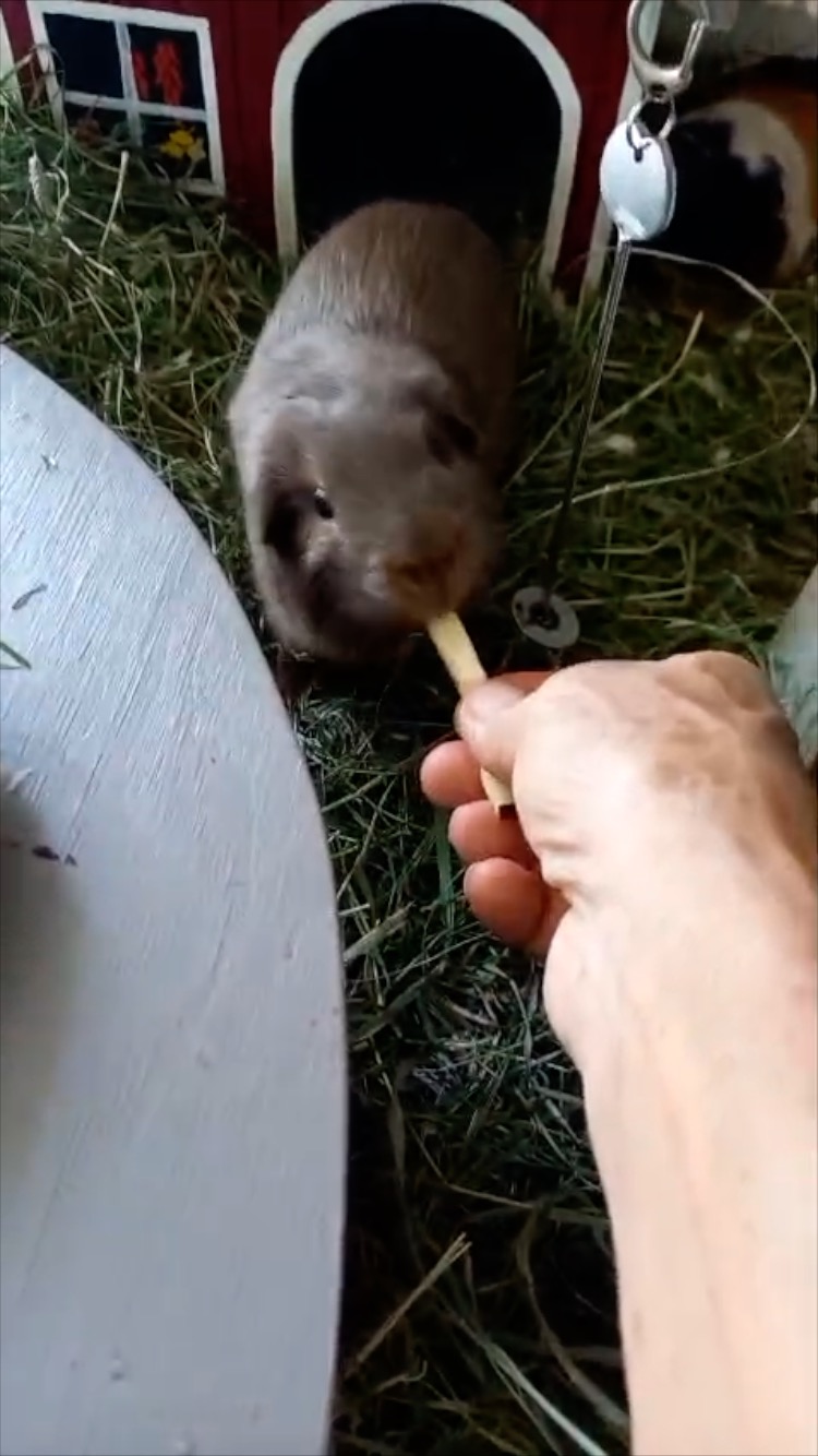 Krankes Meerschweinchen extra füttern
