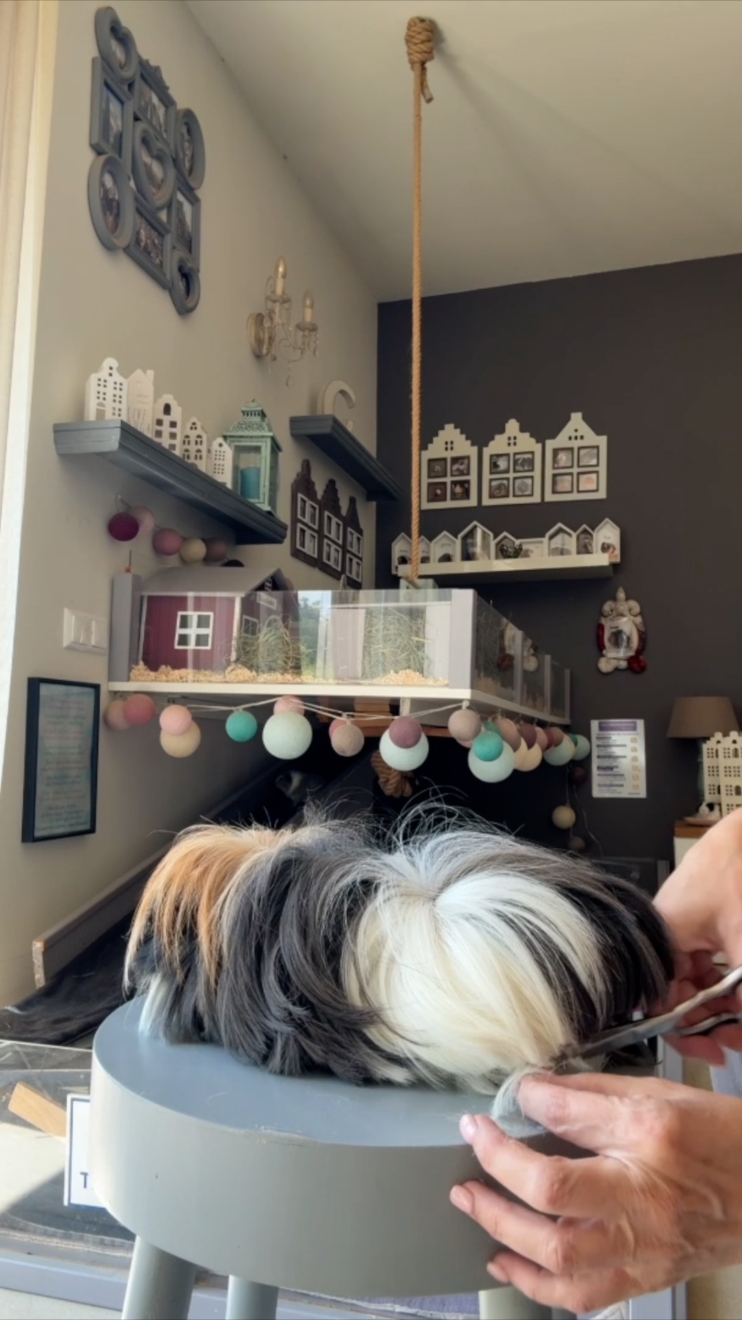 Langhaar Meerschweinchen Haarpflege