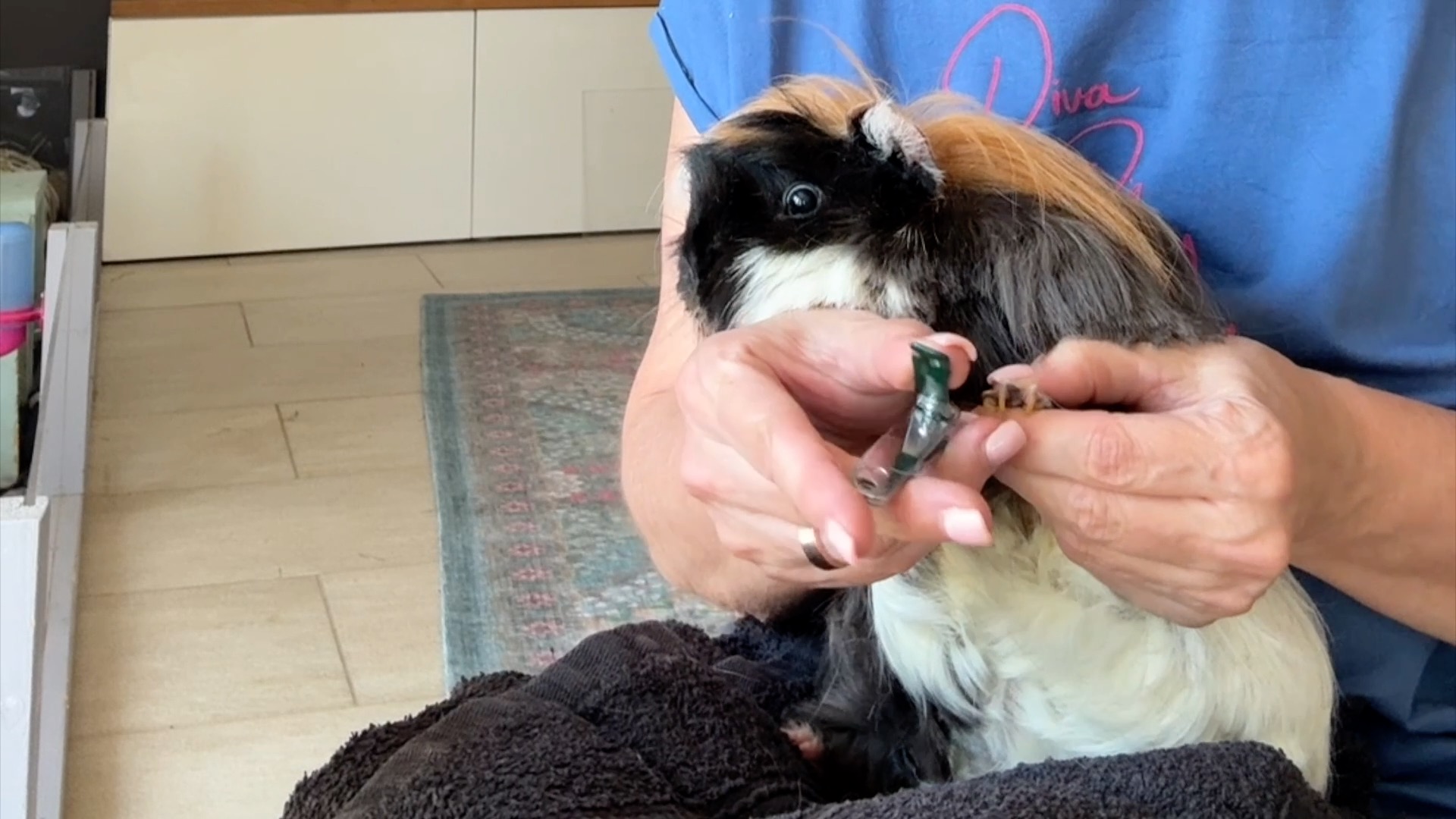 Meerschweinchen Krallenpflege