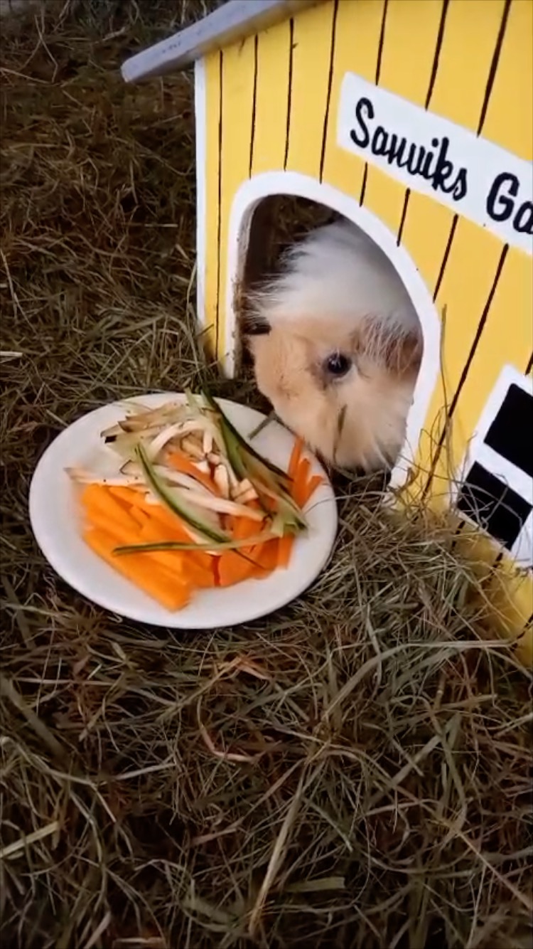 Zahnkrankes Meerschweinchen frisst in Gemüsestreifen